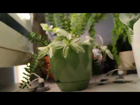 Видео: полный обзор растений в Татьянин день! 🥰