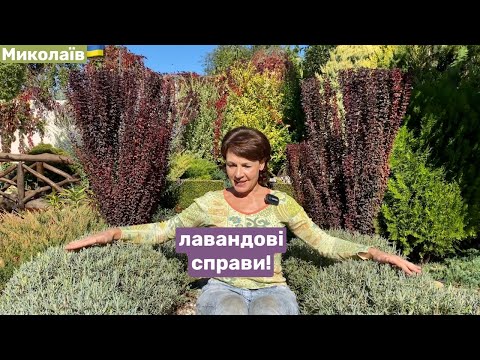 Видео: ЛАВАНДА ВОСЕНИ: як садити, ділити, живцювати, обрізати  та готувати до зими