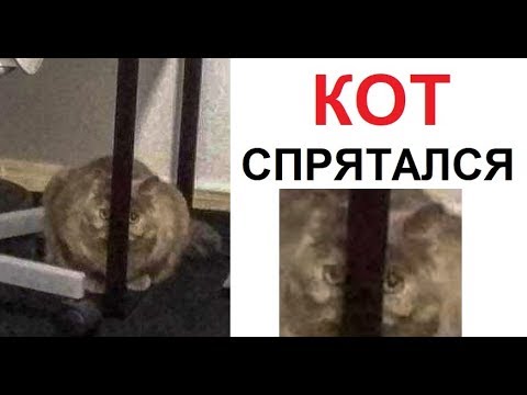 Видео: Лютые приколы. Мой кот самый хитрый (нет)