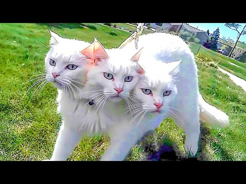 Видео: 10 Кошек, Которые Рождаются Только Раз в Тысячу Лет