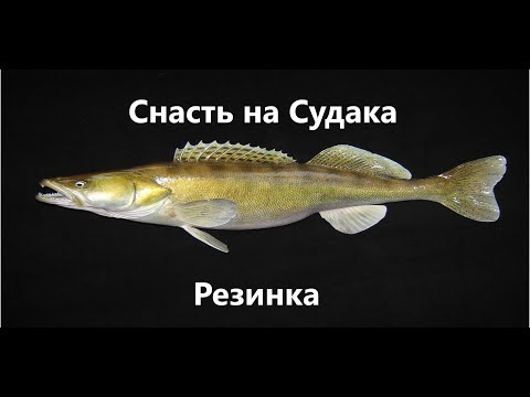 Видео: СУДАК на живца. Снасть резинка. Изготовление за 30 мин.