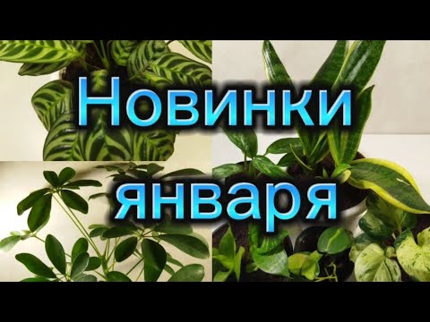 Видео: Снова новинки в моей коллекции)))🌵 Зима не помеха))) 🌿Сциндапсус ы, филодендроны, сансевьерии и др.