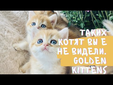 Видео: 🤩КОТЯТА КАК НА ПОДБОР🙀ТАКИХ ВЫ ЕЩЕ НЕ ВИДЕЛИ👑БРИТАНСКИЕ ЗОЛОТЫЕ КОТЯТА👑GOLDEN KITTENS👑