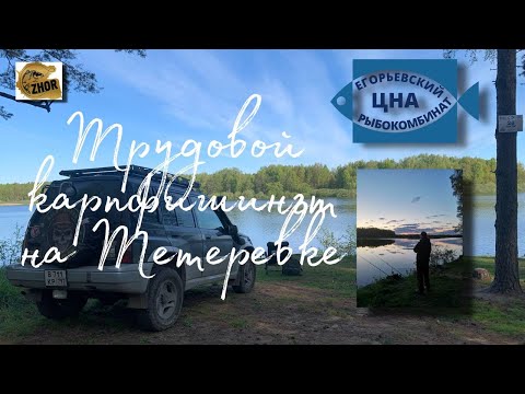 Видео: Трудовой карпфишинг. Рыбалка в Егорьевске. Пруд Тетеревка