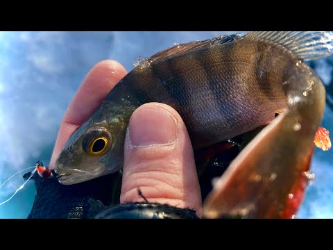 Видео: Зимняя рыбалка. БЕЗ ЭТОЙ МОРМЫШКИ ГЛУХОЗИМЬЕ НЕ ХОЖУ
