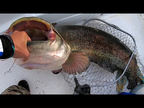 Видео: Крупный сом на квок! 32 кг. Нижняя Волга! Июль 2022 Квок от Юрия Философа