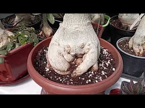 Видео: Адениумы 22 мая 24г. Белл2, Красивые родители, Дансинг Квин и др.