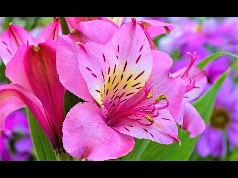 Видео: Яркий экзотический цветок для сада и кашпо. Цветет все лето по сентябрь!