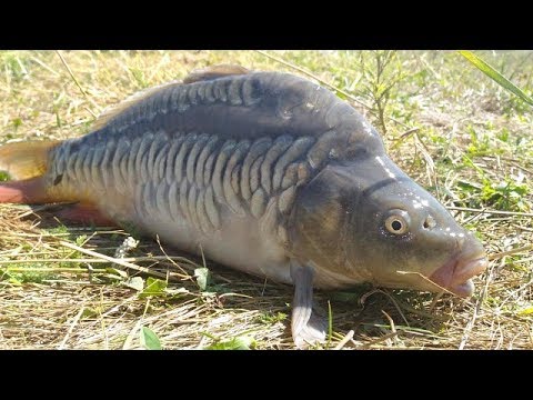 Видео: Пружина (кормак) VS Флэт метод (Дневник рыболова)