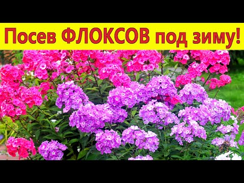 Видео: ПОСЕВ ФЛОКСОВ ПОД ЗИМУ без заморочек! Лучший способ посева флоксов сразу в грунт.
