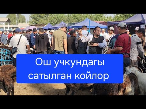 Видео: ОШ УЧКУН МАЛ КОЙ БАЗАР 14 Сентябрь  2025 жыл Сатылган Койлор #базар #видео #рекомендации 