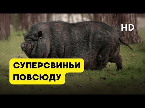 Видео: Фильм HD — МИЛЛИОНЫ СУПЕРСВИНЕЙ расстреливают пулеметами с вертолетов