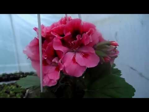 Видео: Петуния И Пеларгония В Теплице. Обзор.