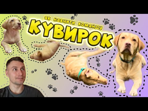 Видео: Кувирок! Як навчити команду Кувирок? Як навчити собаку кувиркатися?