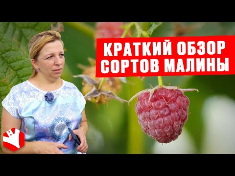 Видео: Фермерский бизнес | Обзор сортов малины