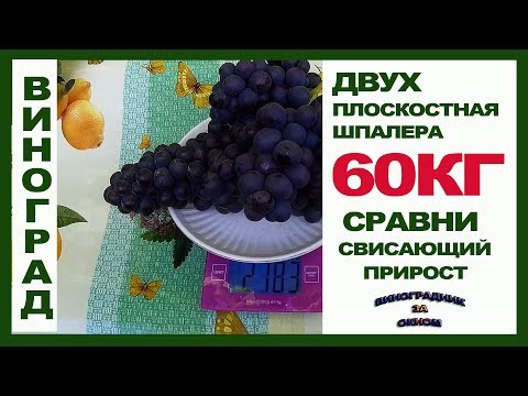 Видео: 60 кг на Двухплоскостной шпалере.  Это не предел! Сравните со свисающим приростом.