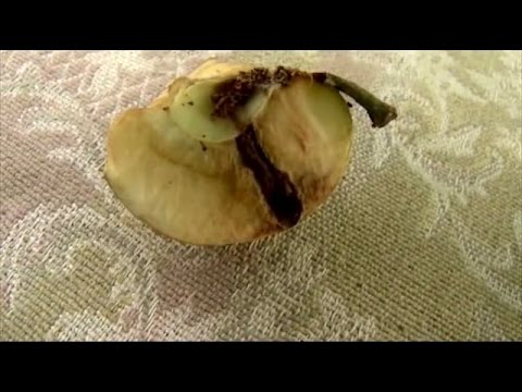Видео: Как бороться с яблонной плодожоркой