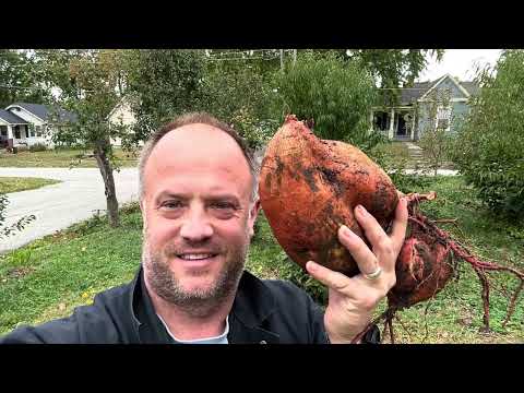 Видео: Гигантский оранжевый батат, морозостойкий, зона 6 (выживает зимой на открытом воздухе)