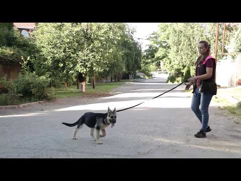 Видео: Дрессировка собак. Первая прогулка щенка. Как гулять, чтобы не тянул?