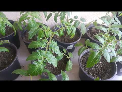 Видео: Ранни домати 7: болести по разсада