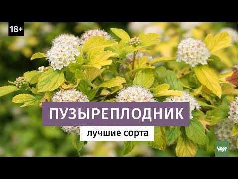Видео: Красивые и неприхотливые кустарники. Пузыреплодник.