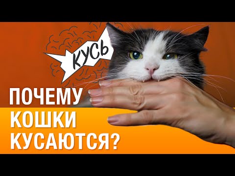 Видео: Почему кот/кошка кусается или нападает на руки и ноги?