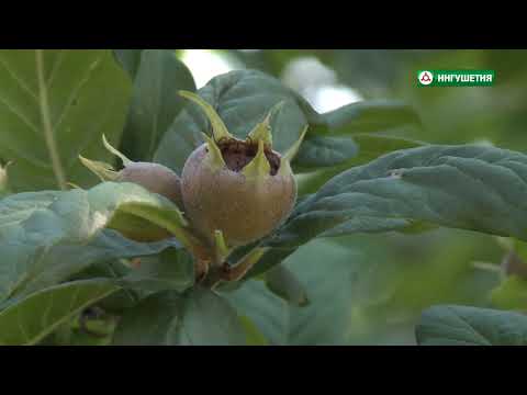 Видео: КЪАХЬЕГАМХО ЕВЛОЕВ ХАСАН РАСТЕНИЕВОД 23072021