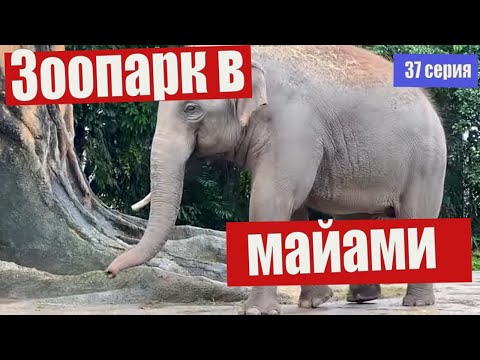 Видео: ЗООПАРК в Майами