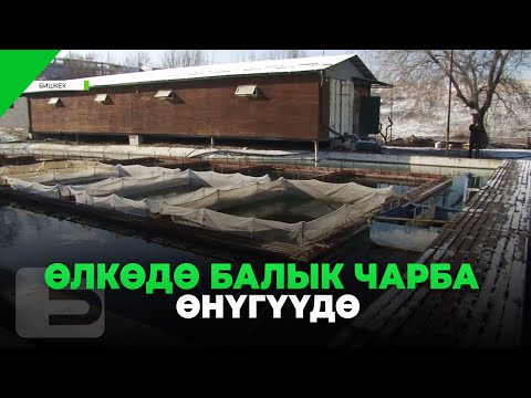 Видео: ӨЛКӨДӨ БАЛЫК ЧАРБА ӨНҮГҮҮДӨ