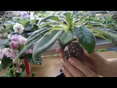 Видео: ФИАЛКИ./ Почему зимой сохнут кончики листьев? Как помочь фиалке?