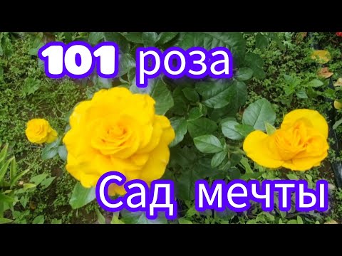 Видео: МОЙ САД. РОЗОВЫЙ ОБЗОР