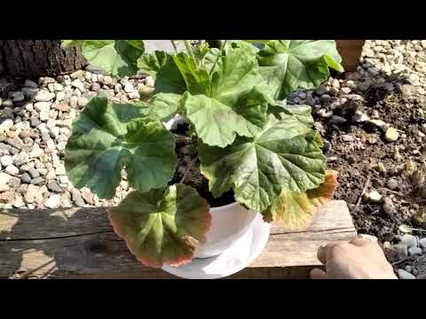 Видео: #85.И вновь ошиблась в обьеме горшка для пеларгонии!