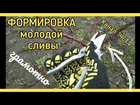 Видео: Обрезка СЛИВЫ МОЛОДОЙ или как ПРАВИЛЬНО сформировать сливу 2 года?