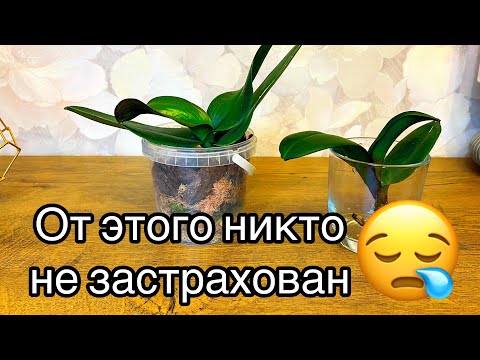 Видео: ОХАЮ и АХАЮ. Орхидейная ГНИЛЬ. Спасение разваливающейся орхидеи.