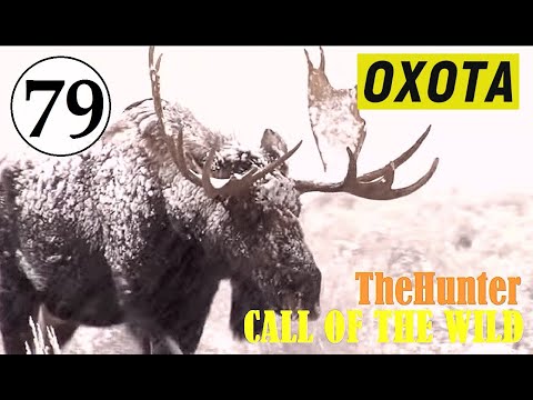 Видео: TheHunter Call of the Wild - ОХОТА В ТАЙГЕ - МНОГО ЛОСЕЙ # 79
