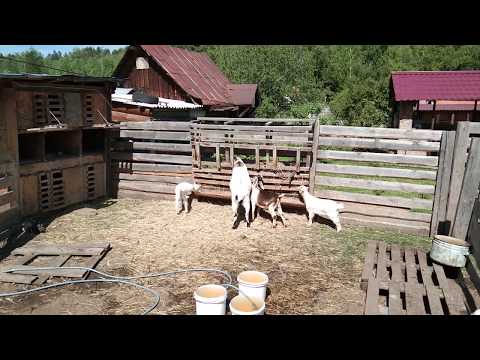 Видео: Как избавиться от запаха в козлятнике. Уборка у животных.