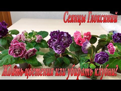 Видео: Сеянцы Глоксиний. Ждать цветения или убирать клубни?