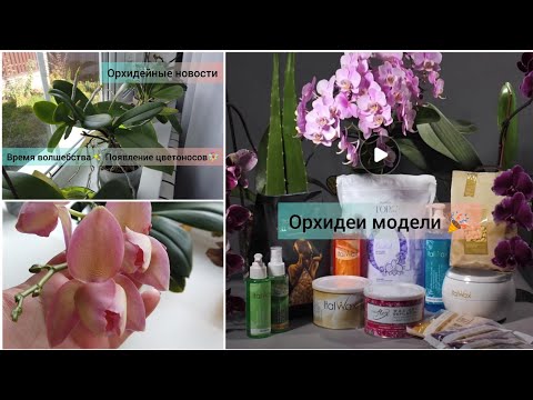 Видео: Мои орхидеи - МОДЕЛИ 😻💥🎉 Цветоносов с каждым днем все больше🥰. Орхидеи 1,7 радуют цветоносами👏