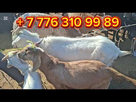 Видео: 27.10.2025.Сарыағаш мал базары.Саулық қойлар,тусақтар,тоқтылар,қошқарлар,ешкілер,лақтар,текелер.🐏🐑🐐🐐