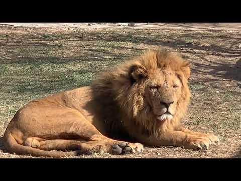 Видео: Наш любимец ЛЕВ МАЛЫШ !!!