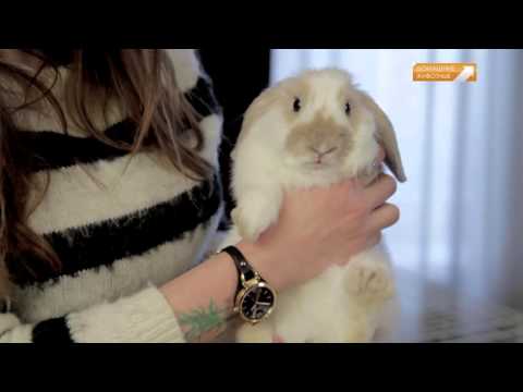 Видео: Съемки передачи "Сытый зверь"