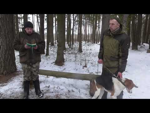 Видео: Борисовские межрайонные испытания гончих собак 05/03/2023 Часть II