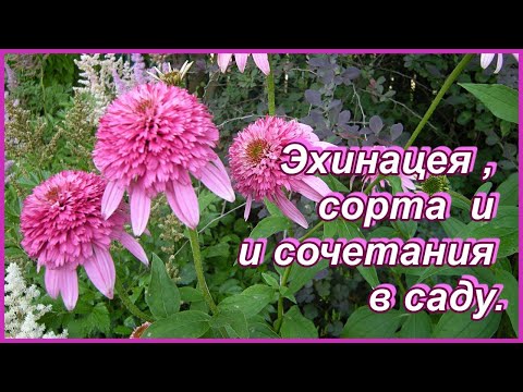 Видео: Вот не везет мне с эхинацеей белой... ) Садовые композиции и сорта эхинацеи в моем саду.