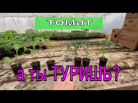 Видео: "ВОТ ЧТО ДЕЛАЕТ ТУР!"  делаем красивую рассаду