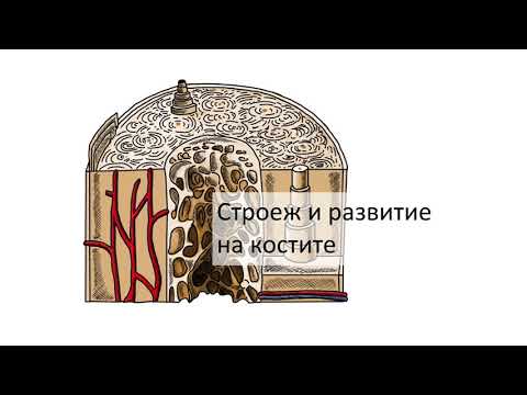 Видео: Строеж и развитие на костите (6:46) ┃teoriyata.com