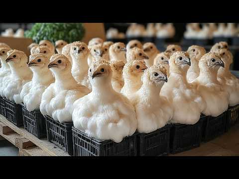 Видео: Как Китайцы Добывают Миллионы Яиц: Секреты Куриной Империи!