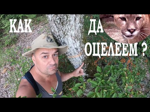Видео: ОЦЕЛЯВАНЕ В ПРИРОДАТА НА БЪЛГАРИЯ SURVIVING IN BULGARIA #foraging #herbs #nature #survival 