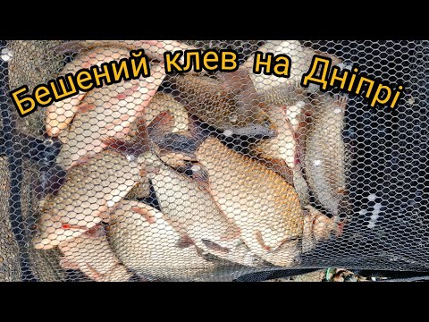 Видео: 🐟🐟Бешений клев на Дніпрі🐟🐟 Клюють карасі пліточніки і не тільки