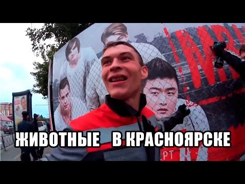 Видео: Животные в Красноярске