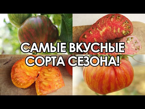 Видео: САМЫЕ ВКУСНЫЕ И НЕОБЫЧНЫЕ ТОМАТЫ! (ЛУЧШИЕ ЭКЗОТИЧЕСКИЕ СОРТА ТОМАТОВ, КОТОРЫЕ Я ВЫРАЩИВАЛ)